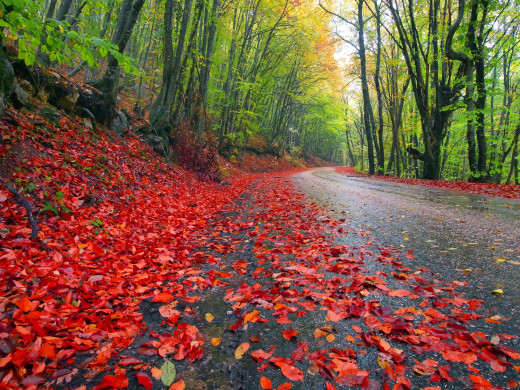 670420 (a): :2560x1920